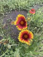 Gaillardia × grandiflora