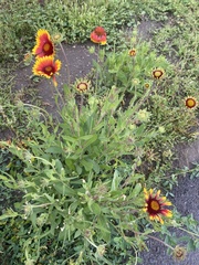 Gaillardia × grandiflora
