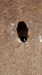 Pycnoscelus surinamensis