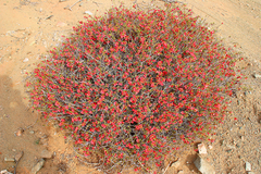 Hermannia stricta