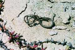 Psammophis leightoni