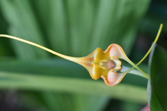 Masdevallia norops