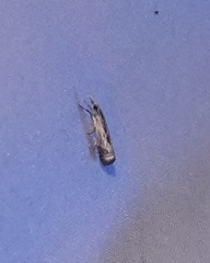 Microcrambus minor