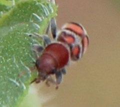Enoclerus coccineus