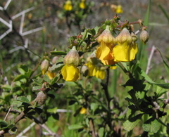 Hermannia cuneifolia