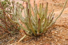Kleinia longiflora