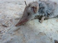 Suncus infinitesimus