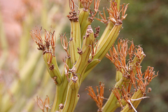 Kleinia longiflora
