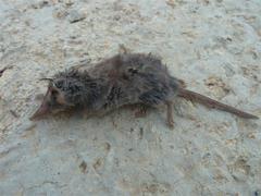 Suncus infinitesimus