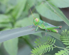 Hieroglyphus tonkinensis