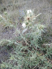 Cirsium ferox
