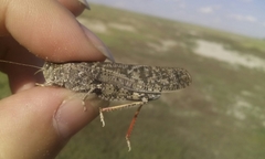 Angaracris barabensis