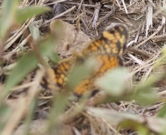 Phyciodes tharos orantain