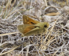 Hesperia assiniboia