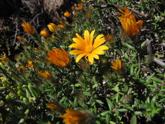 Gorteria integrifolia