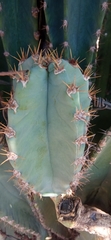 Cereus