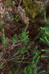Erica tetralix