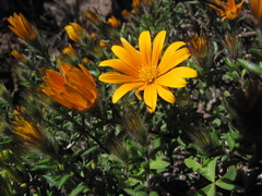 Gorteria integrifolia