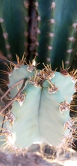 Cereus