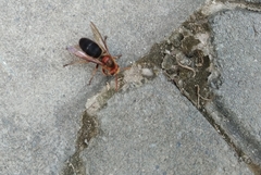 Vespa basalis