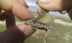 Angaracris barabensis
