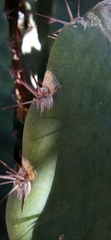 Cereus