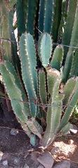 Cereus