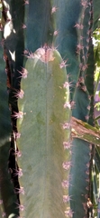 Cereus