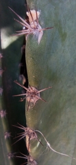 Cereus
