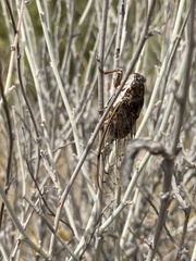 Cicada barbara lusitanica