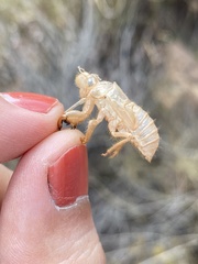 Cicada barbara lusitanica