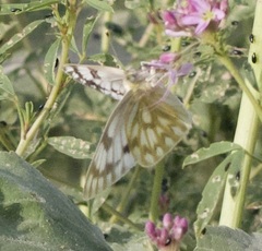 Pontia occidentalis