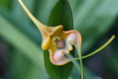 Masdevallia norops