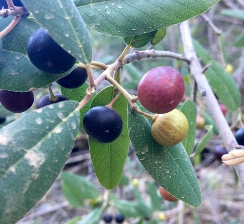 iNaturalist observation photo of coffeeberry