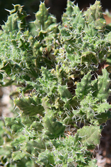 Codon royenii
