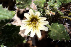 Codon royenii