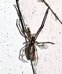 Tetragnatha