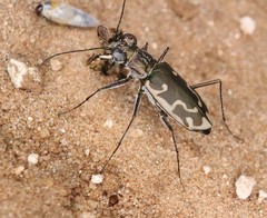 Ellipsoptera sperata