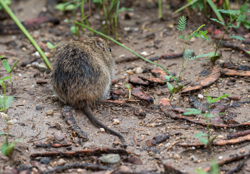 Arizona Cotton Rat