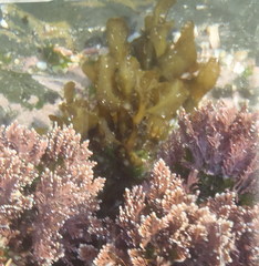 Sargassum polycystum