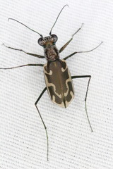 Ellipsoptera sperata