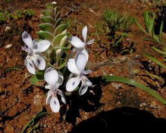 Lapeirousia pyramidalis pyramidalis