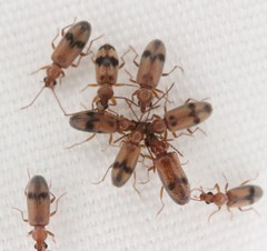 Notoxus calcaratus