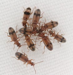 Notoxus calcaratus
