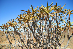 Aloidendron ramosissimum
