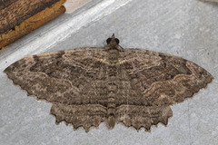 Philereme transversata