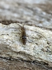 Orchesella bifasciata