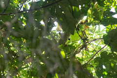 Cymbilaimus lineatus