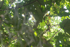 Cymbilaimus lineatus