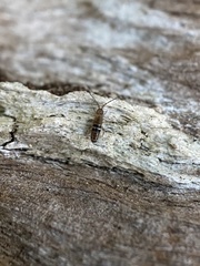 Orchesella bifasciata